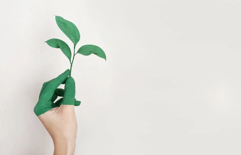 hand holding eco friendly plant
